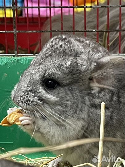 Шиншиллята 2 месяца