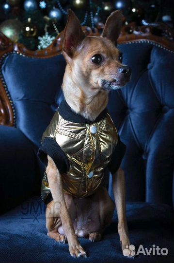 Костюмчики для собак