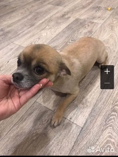 Стрижка кошек и собак с выездом на дом, все районы