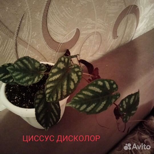 Комнатные растения