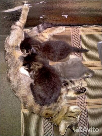 Котята в хорошие руки