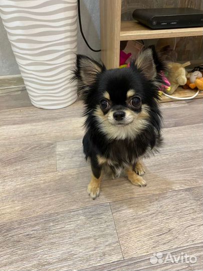 Вязка чихуахуа