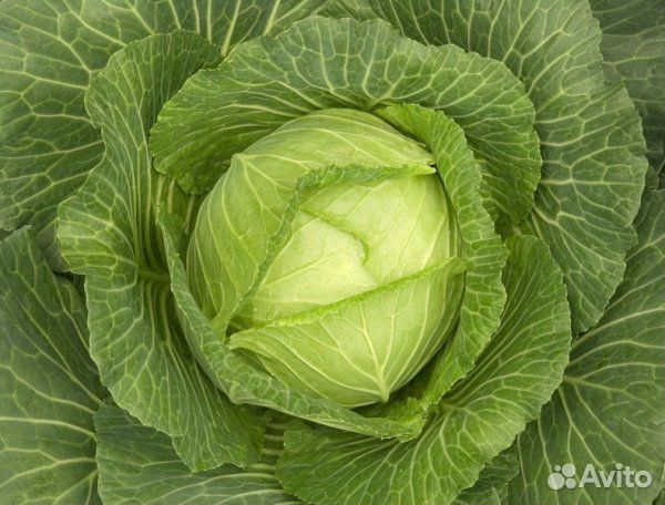 Капуста рассада