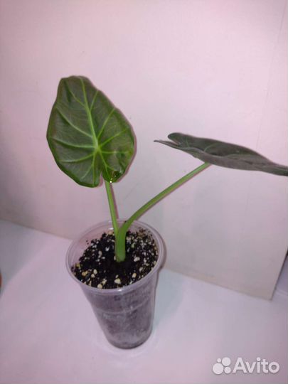 Алоказия регал шилдс