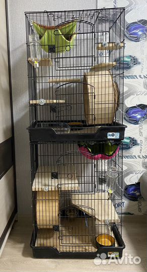 Передержка шиншилл