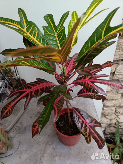 Много разных сортов кротонов