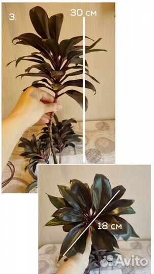 Цветок Кордилина отростки 20-30 см