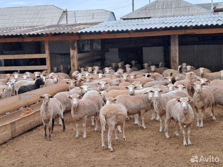 Овцы ягнята