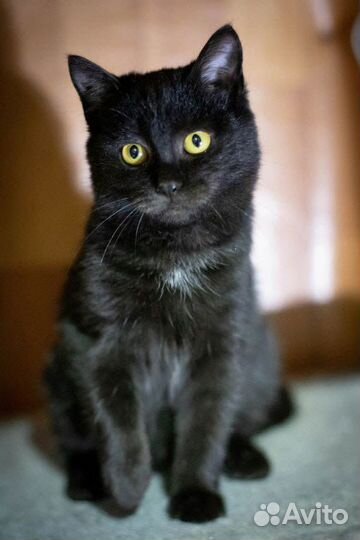 Анабель ищет дом