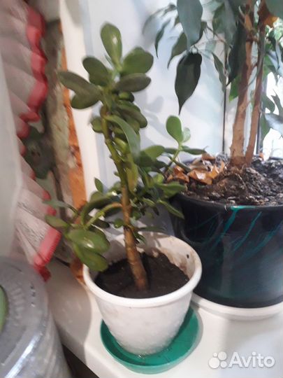 Крассула толстянка