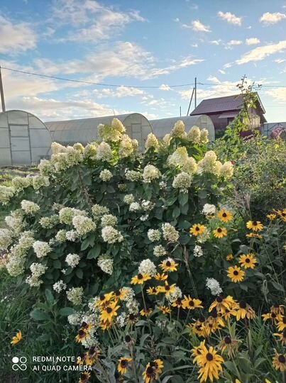 Участок 11,8 сот. (ИЖС)