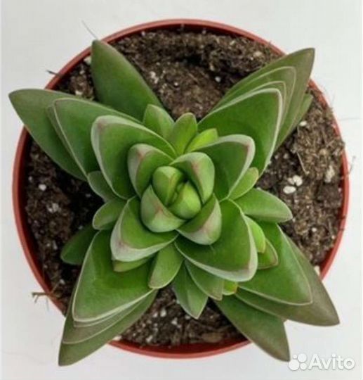 Седумы разные (суккуленты)