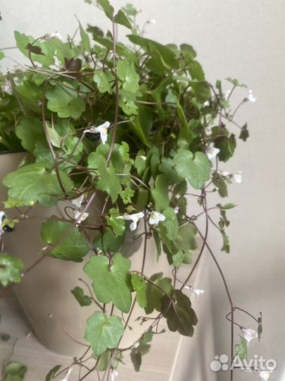 Цимбалярия ампельная