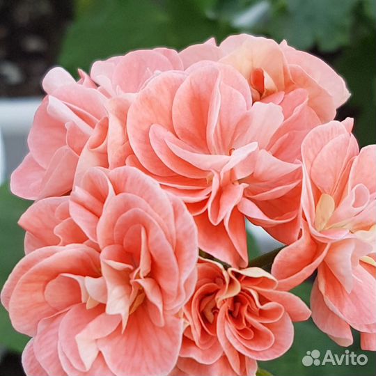 Пеларгонии сортовые