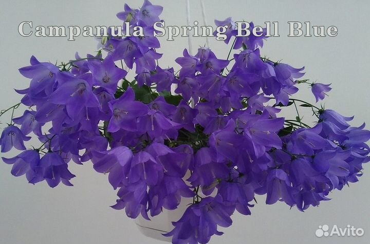 Жених и невеста, сортовые кампанулы, Campanula