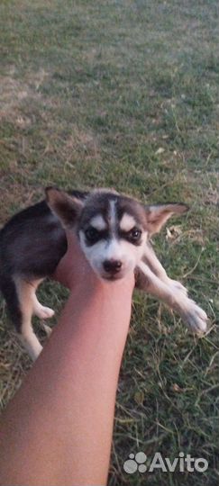 Отдам в добрые руки