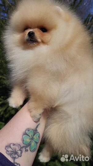 Шпиц девочка