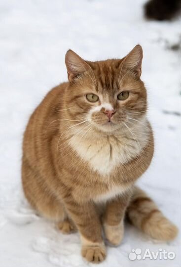 Рыжий молодой котик