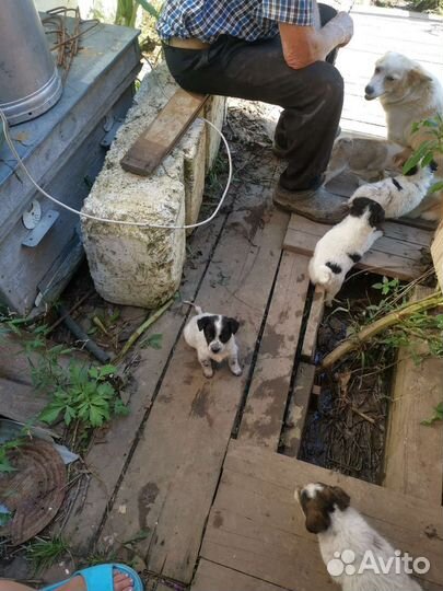 Щенок в добрые руки маленькой собаки