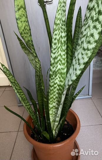 Комнатные цветы- сансевиерия(тещин язык)