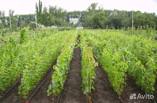 Чубук винограда, Пандора