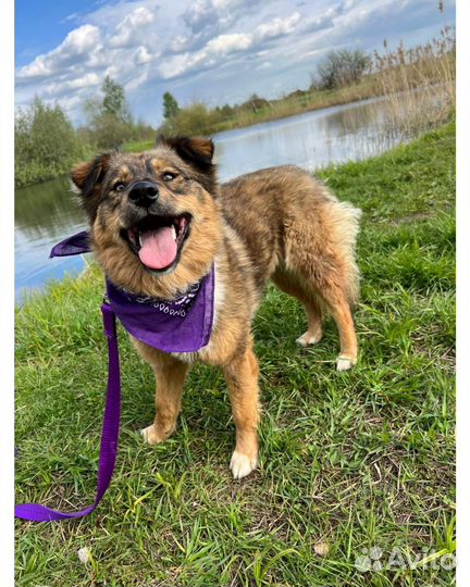 Чудо собачка для семьи