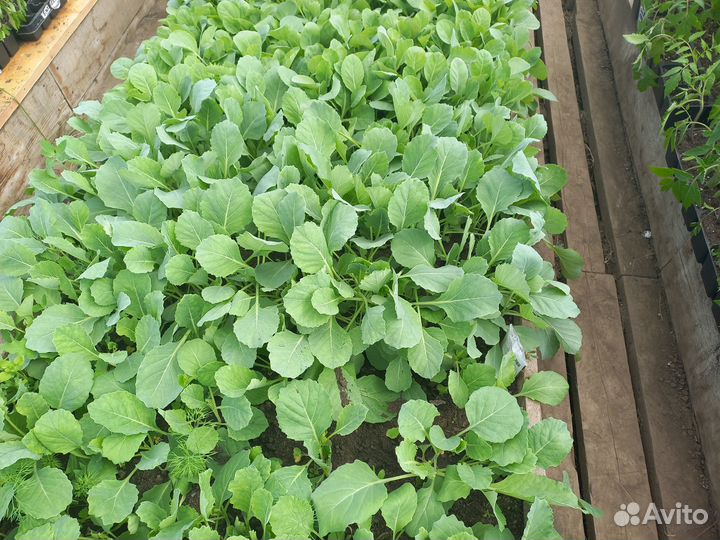 Рассада цветы и овощей