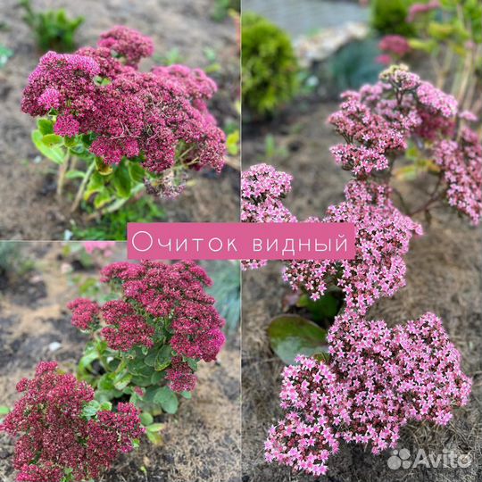 Очиток видный (рассада)