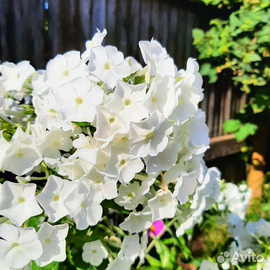 Садовые растения