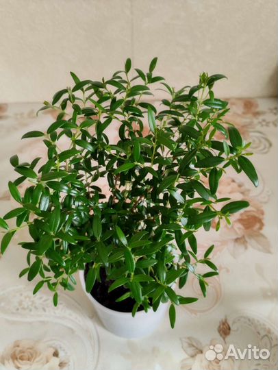 Комнатные цветы