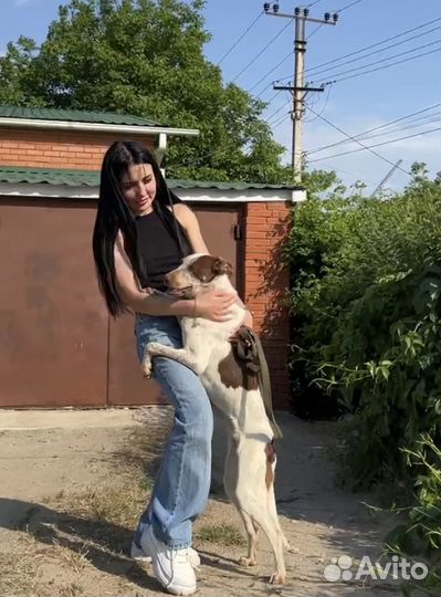 Собака Злата в добрые руки