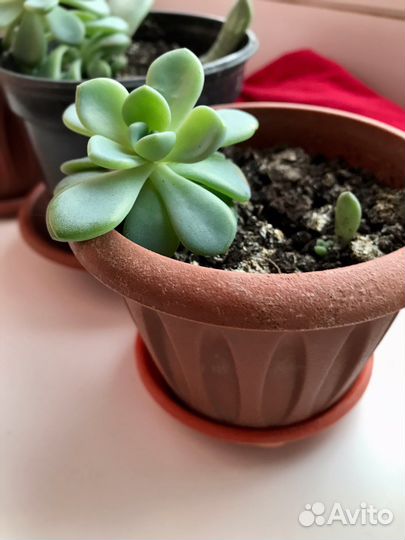 Суккуленты