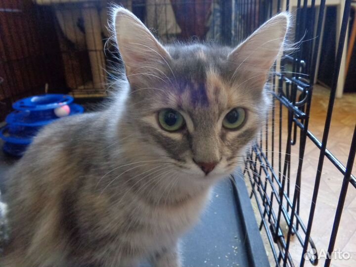 Кошка в добрые руки