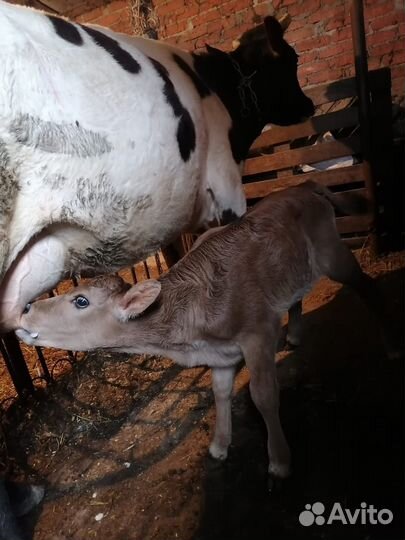 Теленок девочка