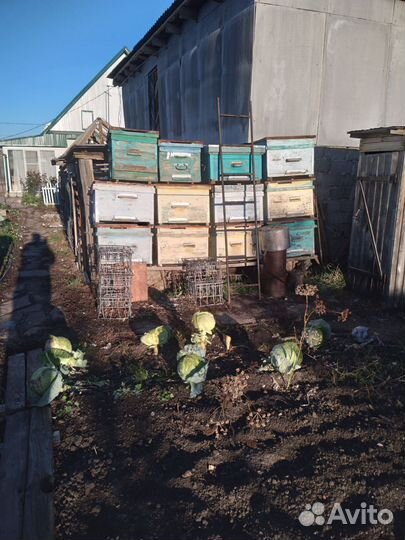 Продается пасека