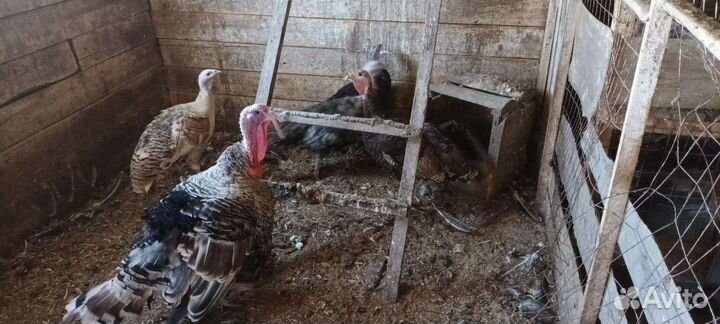 Семья индюков