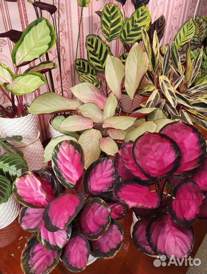 Калатея, маранта, строманта, ктенанта