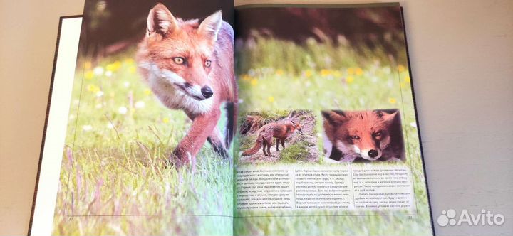 Большая энциклопедия охота