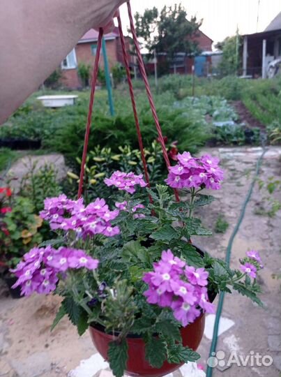 Вербена ампельная, вегетативная, коллизия