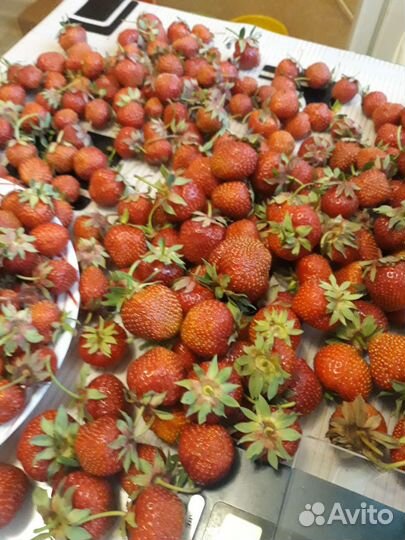 Рассада клубники, земляники