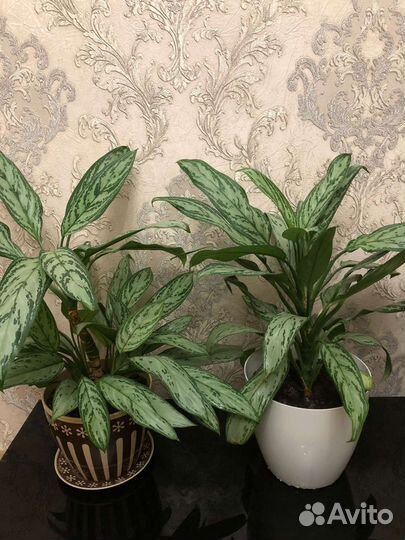 Диффенбахия цветы