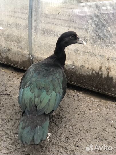 Индоутки селезни утки изумруд голубые