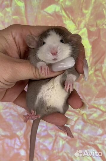 Крысята Дамбо. Крысята. Крыса девочка. Крысы