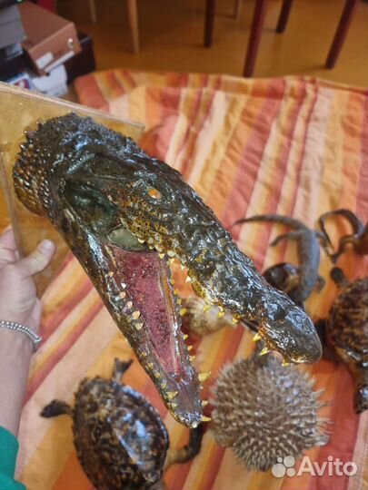 Чучело рыбы