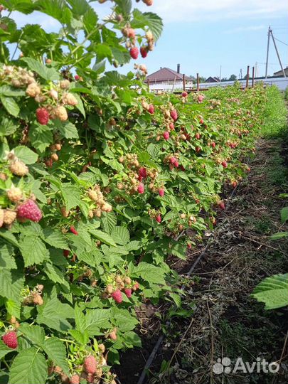 Малина свежая