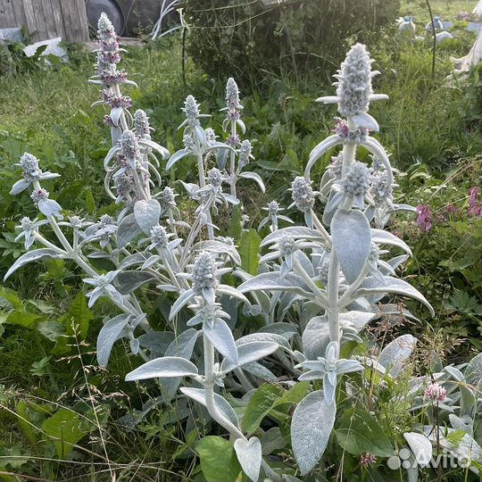 Чистец, стахис