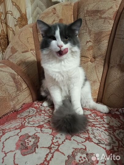 Отдам бесплатно