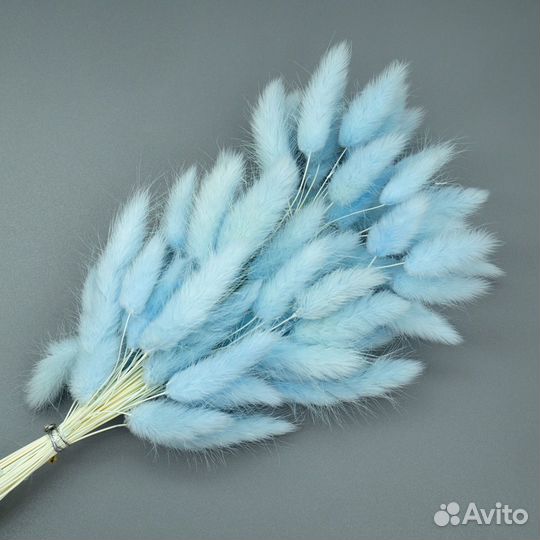 Лагурус голубой