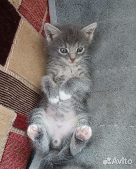 Котенок (мальчик)