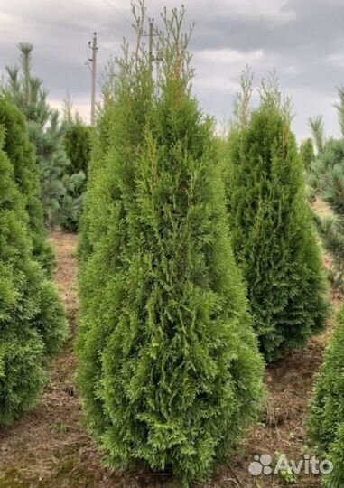 Туя смарагд